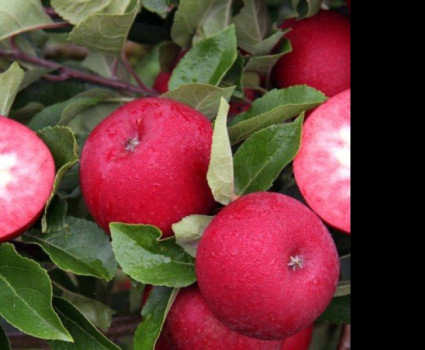 Яблоня «Тринити» красномякотная в каталоге СЦ Корекозево