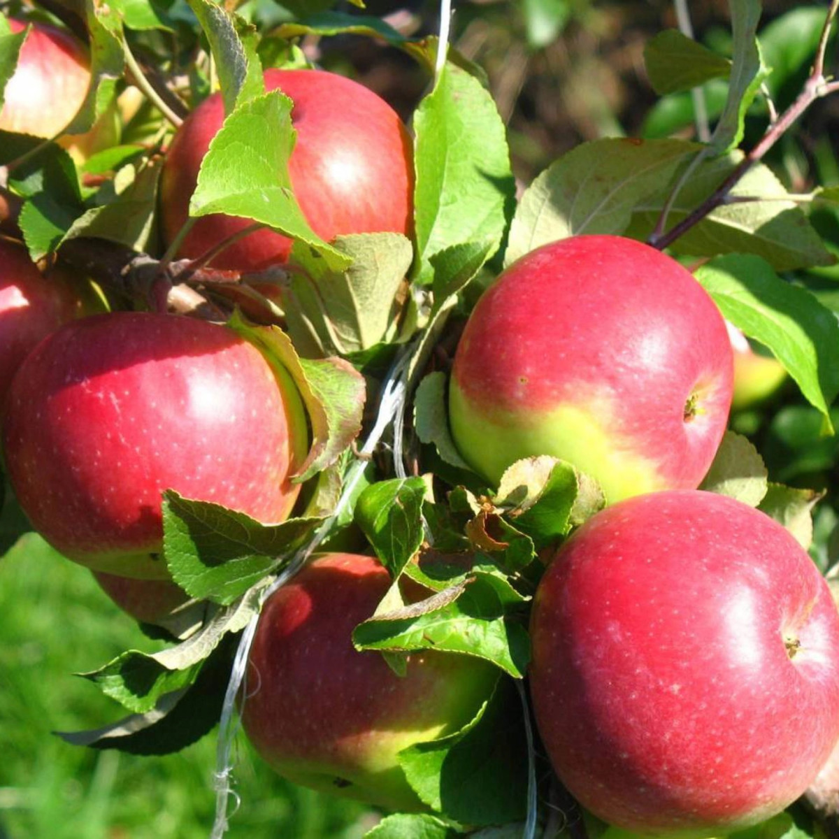 Яблоня «Уэлси» в каталоге СЦ Корекозево