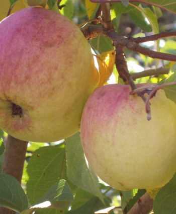 Яблоня «Ветеран» в каталоге СЦ Корекозево