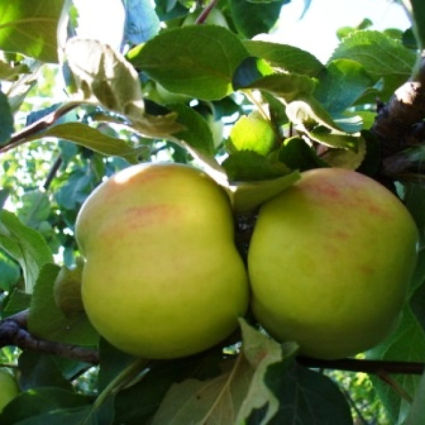 Фото 1. Яблоня «Воргуль» в каталоге СЦ Корекозево