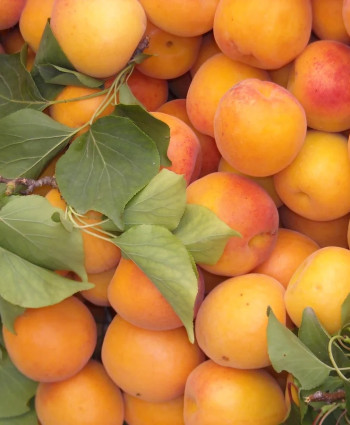 Абрикос «Чемпион Севера» в каталоге СЦ Корекозево