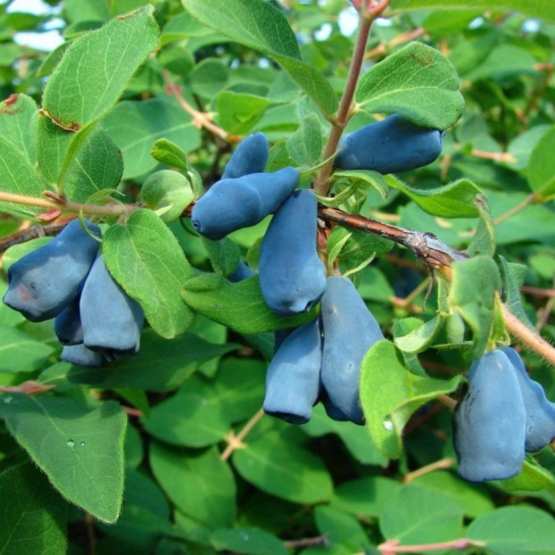 Фото 1. Жимолость «Мальвина» в каталоге СЦ Корекозево