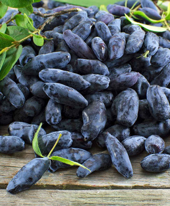 Жимолость «Васюганская» в каталоге СЦ Корекозево