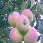 Миниатюра 1. Яблоня «Синап Северный» в каталоге СЦ Корекозево