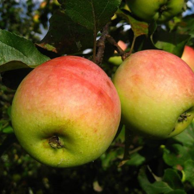 Фото 2. Яблоня «Синап Северный» в каталоге СЦ Корекозево