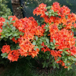 Миниатюра 4. Рододендрон (Азалия) 