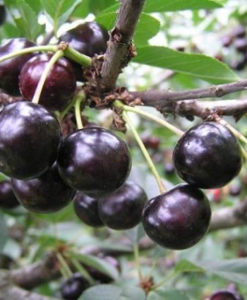 Вишня Антрацитовая в каталоге СЦ Корекозево