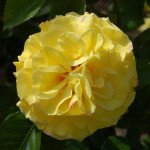 Миниатюра 2. Роза 