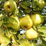 Миниатюра 2. Груша «Кафедральная» в каталоге СЦ Корекозево