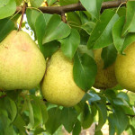 Миниатюра 3. Груша «Кафедральная» в каталоге СЦ Корекозево