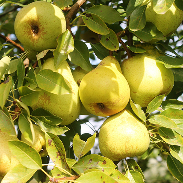 Фото 2. Груша «Кафедральная» в каталоге СЦ Корекозево