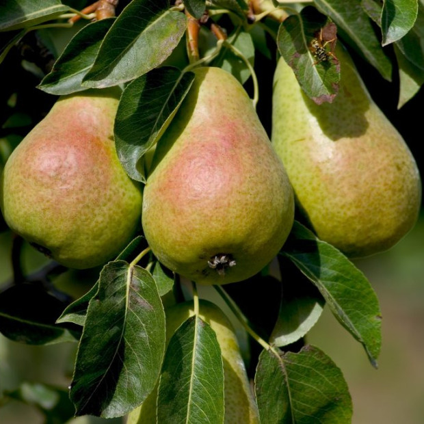 Фото 4. Груша «Кафедральная» в каталоге СЦ Корекозево