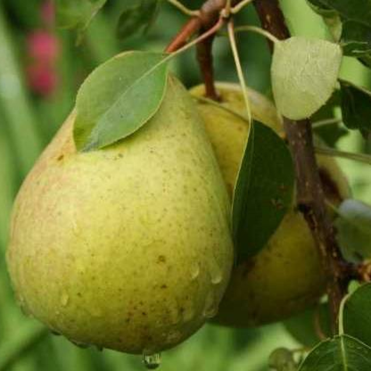 Груша «Памяти Жегалова» в каталоге СЦ Корекозево