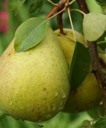 Груша «Памяти Жегалова» в каталоге СЦ Корекозево