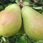 Миниатюра 3. Груша «Памяти Жегалова» в каталоге СЦ Корекозево