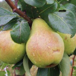 Миниатюра 4. Груша «Памяти Жегалова» в каталоге СЦ Корекозево