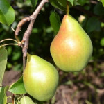 Миниатюра 2. Груша «Феерия» в каталоге СЦ Корекозево