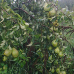 Миниатюра 3. Груша «Феерия» в каталоге СЦ Корекозево