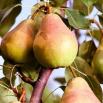 Миниатюра 1. Груша «Феерия» в каталоге СЦ Корекозево