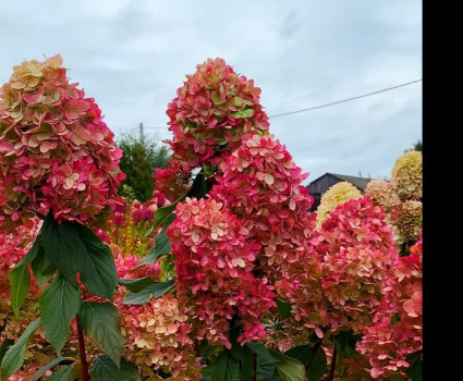 Гортензия метельчатая Граффити в каталоге СЦ Корекозево