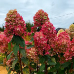 Миниатюра 1. Гортензия метельчатая 