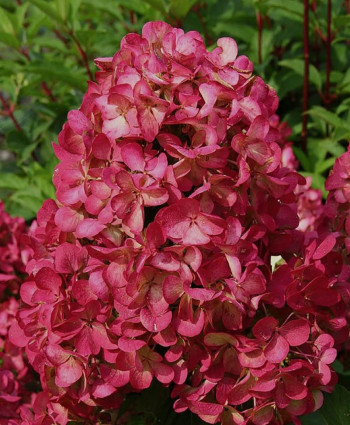Гортензия метельчатая Даймонд Руж в каталоге СЦ Корекозево