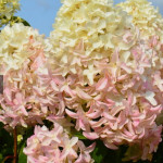 Миниатюра 1. Гортензия метельчатая 