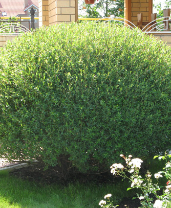 Ива пурпурная Нана в каталоге СЦ Корекозево