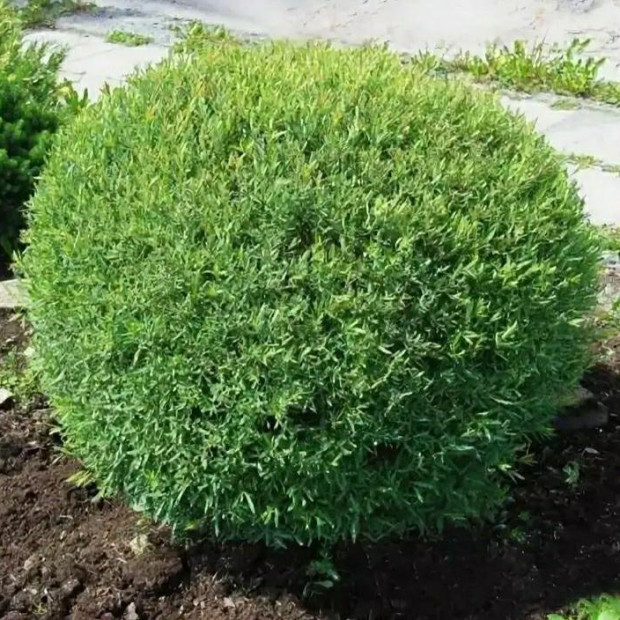 Фото 2. Ива пурпурная 