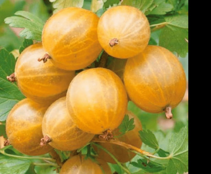 Крыжовник «Русский Желтый» в каталоге СЦ Корекозево