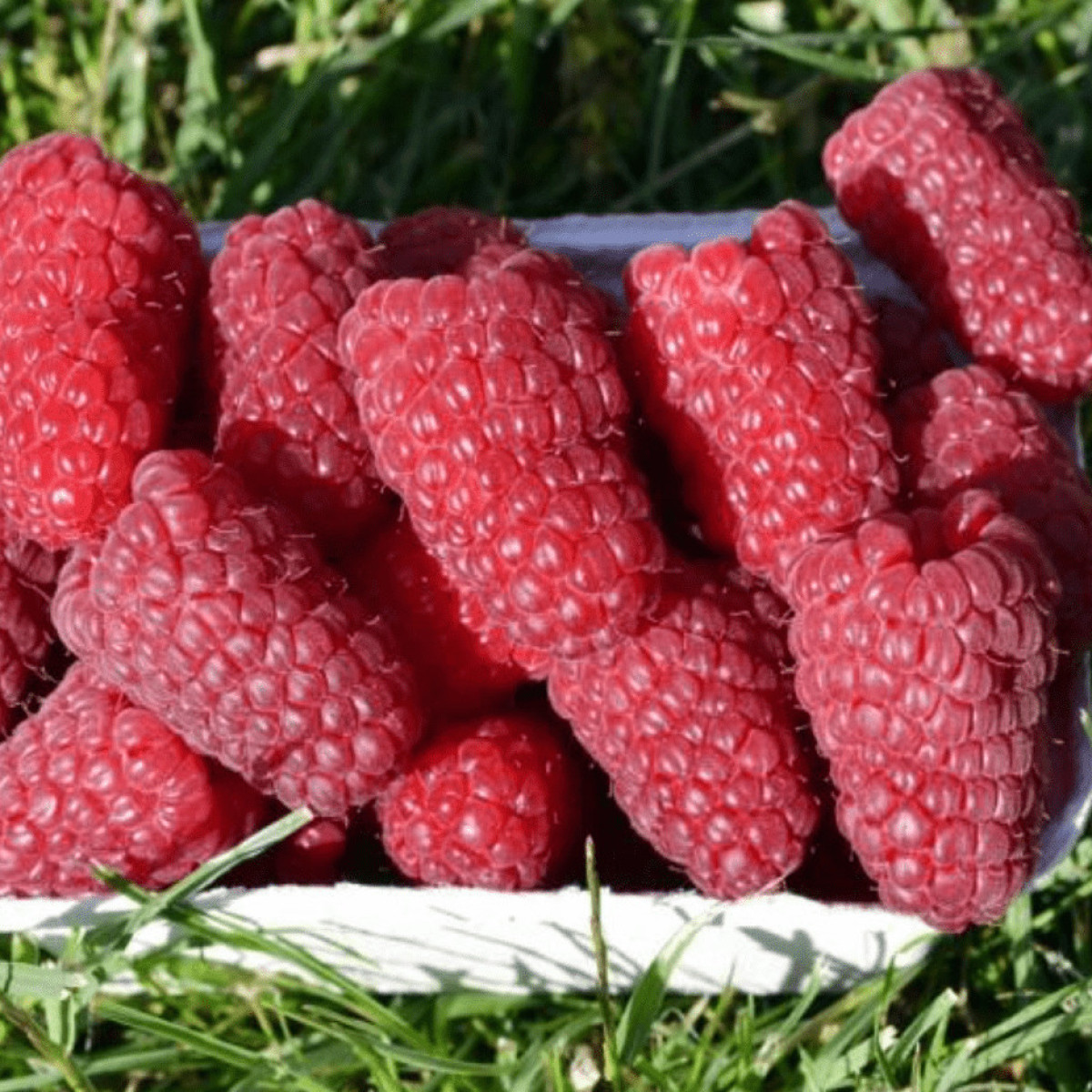 Малина ремонтантная «Гигант Московский (Московский Великан, Гигантелла)» в каталоге СЦ Корекозево