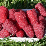 Миниатюра 1. Малина ремонтантная «Гигант Московский (Московский Великан, Гигантелла)» в каталоге СЦ Корекозево