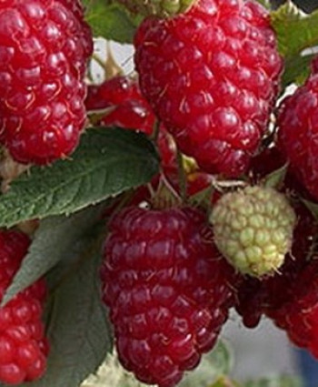 Малина ремонтантная «Исполин  (Гордость России)» в каталоге СЦ Корекозево