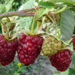 Миниатюра 3. Малина ремонтантная «Исполин  (Гордость России)» в каталоге СЦ Корекозево