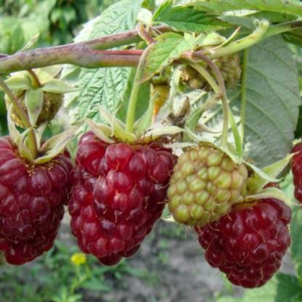 Фото 3. Малина ремонтантная «Исполин  (Гордость России)» в каталоге СЦ Корекозево