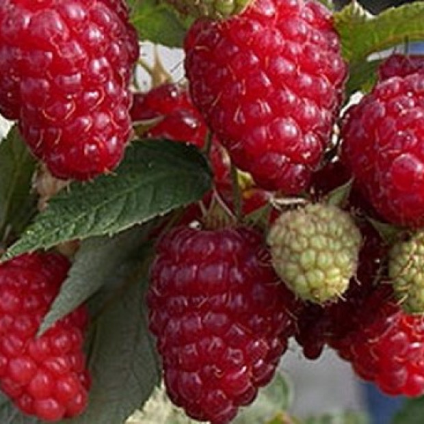 Фото 1. Малина ремонтантная «Исполин  (Гордость России)» в каталоге СЦ Корекозево