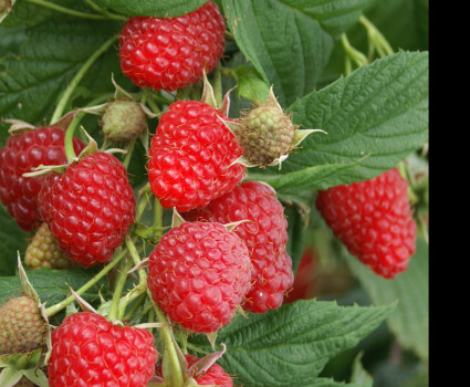 Малина ремонтантная «Полька» в каталоге СЦ Корекозево