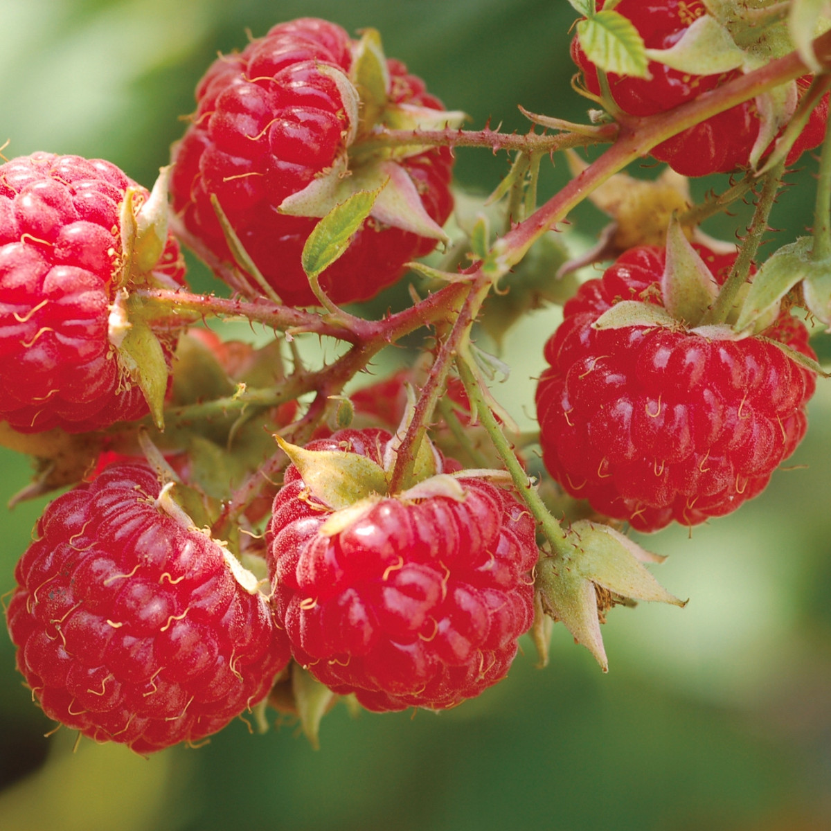 Малина «Солнышко» в каталоге СЦ Корекозево