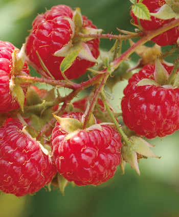 Малина «Солнышко» в каталоге СЦ Корекозево