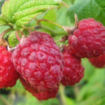 Миниатюра 2. Малина «Солнышко» в каталоге СЦ Корекозево