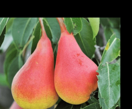 Груша «Нарядная Ефимова» в каталоге СЦ Корекозево