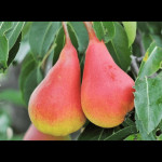 Миниатюра 1. Груша «Нарядная Ефимова» в каталоге СЦ Корекозево