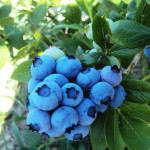 Миниатюра 1. Голубика 