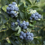 Миниатюра 1. Голубика 