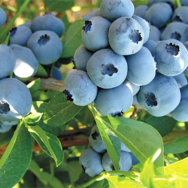 Фото 2. Голубика 