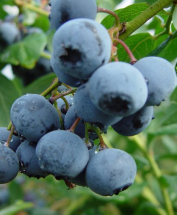 Голубика Либерти в каталоге СЦ Корекозево