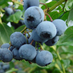 Миниатюра 1. Голубика 