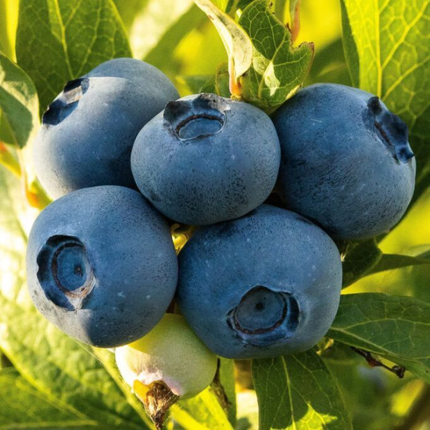 Фото 3. Голубика 