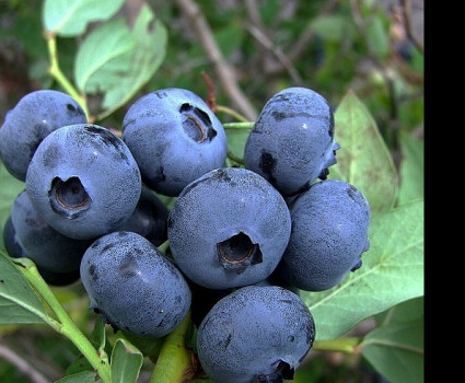 Голубика Спартан в каталоге СЦ Корекозево