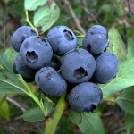 Миниатюра 1. Голубика 